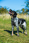 Brittany Spaniel