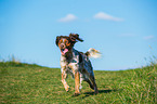 running Brittany Spaniel