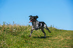 running Brittany Spaniel