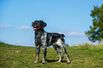 Brittany Spaniel