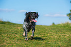 walking Brittany Spaniel