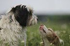 Epagneul Breton and Tibetan Terrier