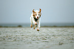 running Brittany Spaniel