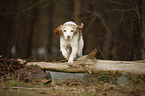 running Brittany Spaniel