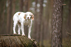 standing Brittany Spaniel