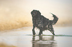 bathing Epagneul Breton