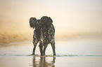 bathing Epagneul Breton