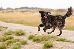 running Epagneul Breton