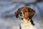 Epagneul Breton Portrait