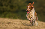 running Epagneul Breton