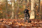 Epagneul Breton in autumn