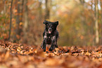 Epagneul Breton in autumn