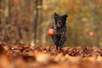 Epagneul Breton in autumn