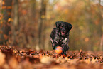 Epagneul Breton in autumn