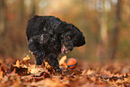 Epagneul Breton in autumn