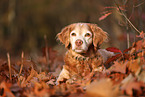 Epagneul Breton in autumn