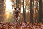 Epagneul Breton in autumn