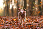 Epagneul Breton in autumn