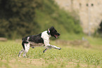 Epagneul Breton