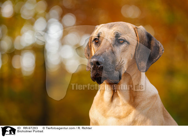 Broholmer Portrait / Broholmer Portrait / RR-97263