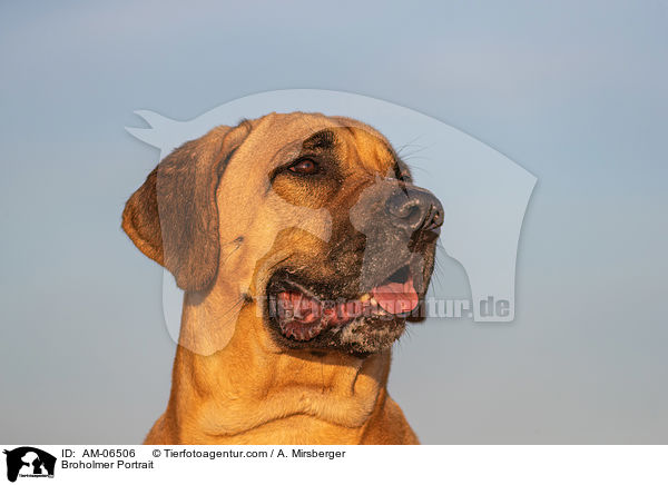 Broholmer Portrait / Broholmer Portrait / AM-06506