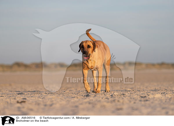 Broholmer am Strand / Broholmer on the beach / AM-06516