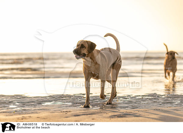 Broholmer at the beach / AM-06518