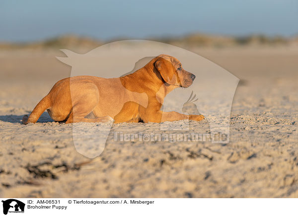 Broholmer Welpe / Broholmer Puppy / AM-06531