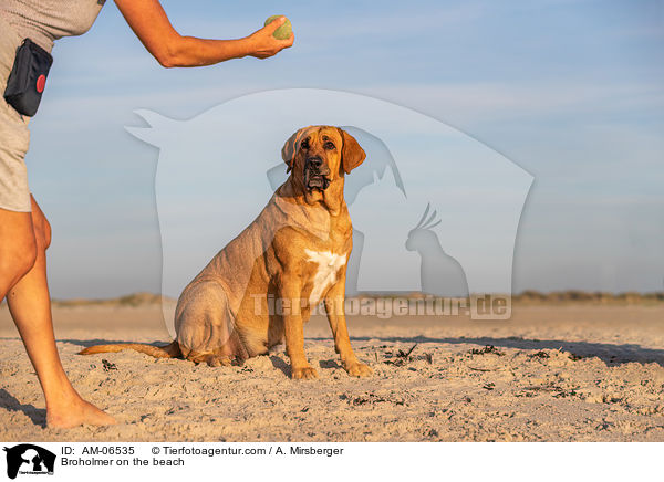 Broholmer on the beach / AM-06535