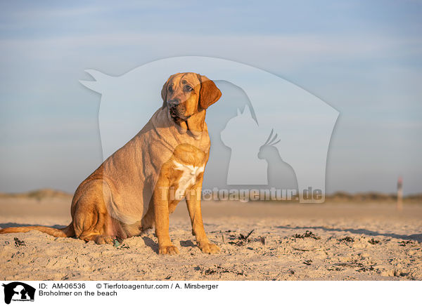 Broholmer on the beach / AM-06536