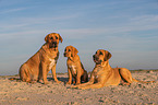 Broholmer at the beach