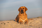 Broholmer on the beach