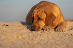 Broholmer on the beach