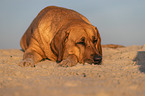 Broholmer on the beach