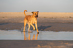 Broholmer on the beach