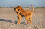 Broholmer at the beach