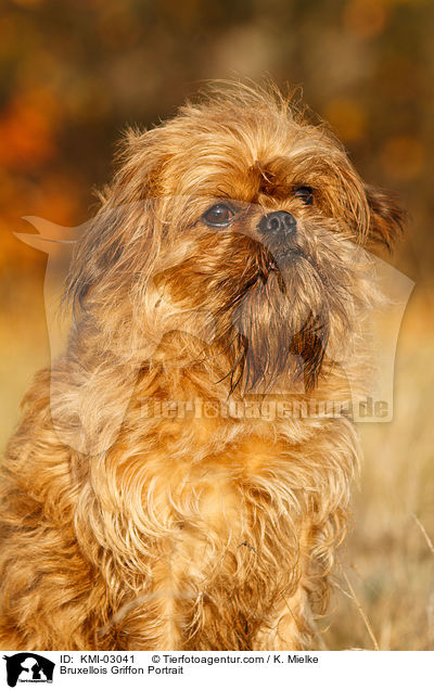 Brsseler Griffon Portrait / Bruxellois Griffon Portrait / KMI-03041