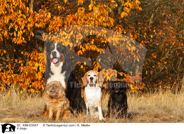 4 Hunde / 4 dogs / KMI-03047