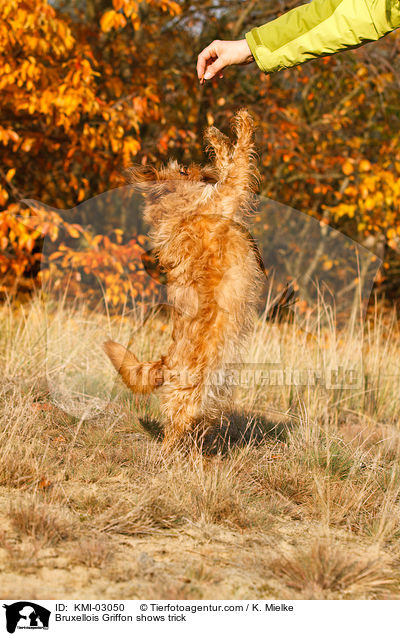 Brsseler Griffon macht Mnnchen / Bruxellois Griffon shows trick / KMI-03050