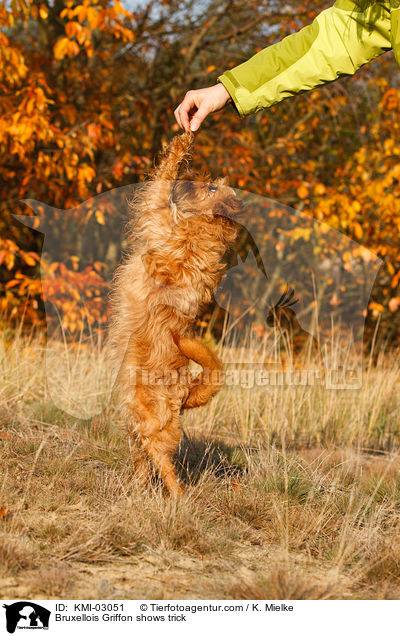 Brsseler Griffon macht Mnnchen / Bruxellois Griffon shows trick / KMI-03051