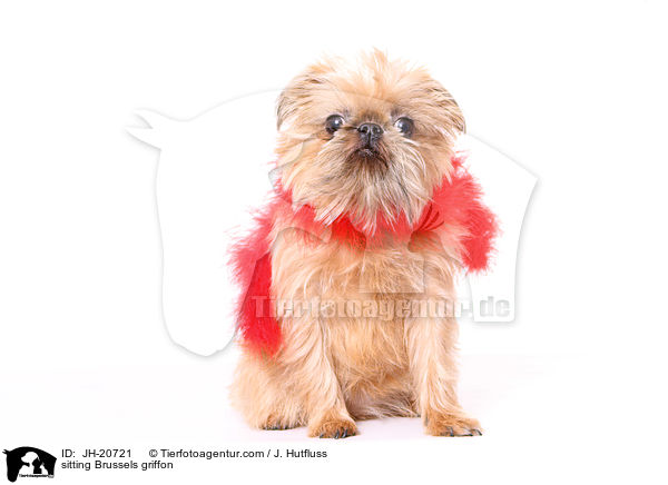 sitzender Brsseler Griffon / sitting Brussels griffon / JH-20721