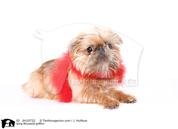 liegender Brsseler Griffon / lying Brussels griffon / JH-20722