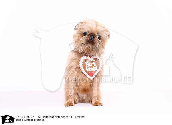 sitzender Brsseler Griffon / sitting Brussels griffon / JH-20727