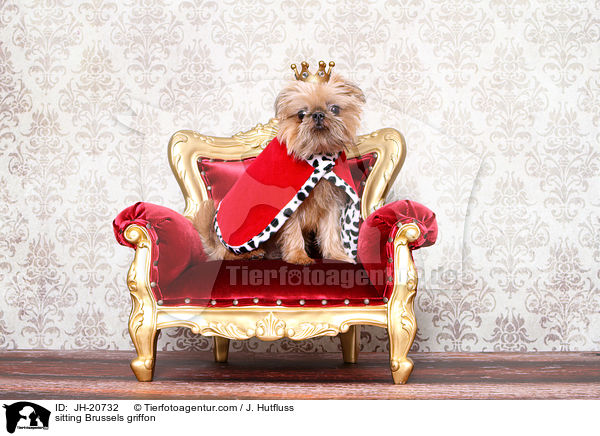 sitzender Brsseler Griffon / sitting Brussels griffon / JH-20732