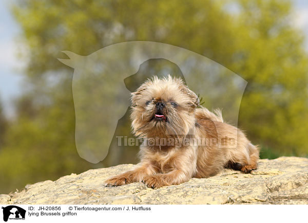 liegender Brsseler Griffon / lying Brussels griffon / JH-20856