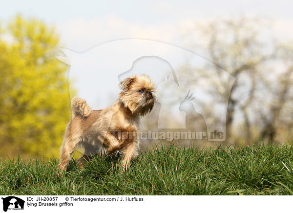 liegender Brsseler Griffon / lying Brussels griffon / JH-20857
