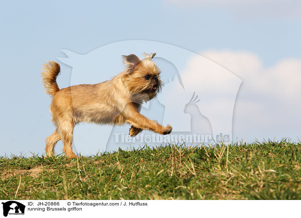 rennender Brsseler Griffon / running Brussels griffon / JH-20866