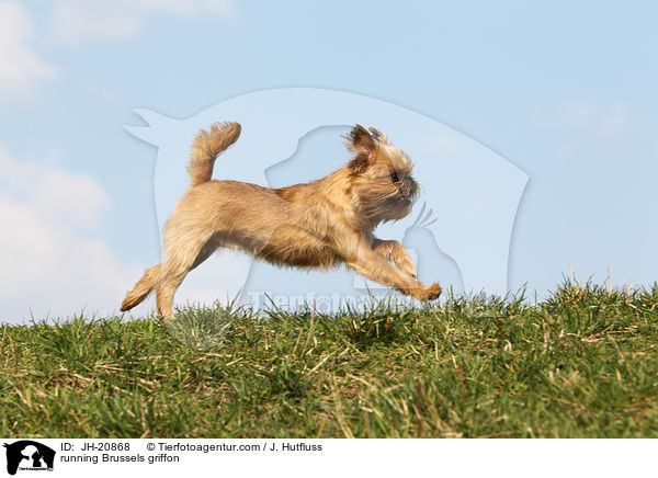 rennender Brsseler Griffon / running Brussels griffon / JH-20868