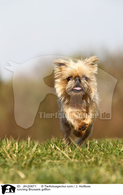 running Brussels griffon / JH-20871