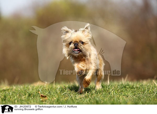 rennender Brsseler Griffon / running Brussels griffon / JH-20872